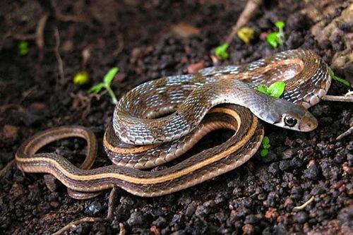 蛇蛇争霸中的吃瓜视频,吃瓜观众视角下的精彩瞬间回顾