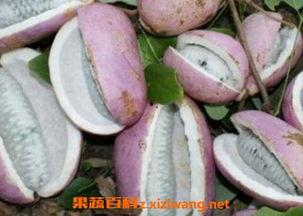 八月瓜做吃的好吃吗视频,视频教你制作美味佳肴