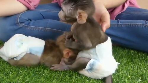 小猴和主人吃瓜视频,温馨日常引网友热议