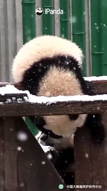 吃瓜熊被打视频大全集,全程回顾与深度解析