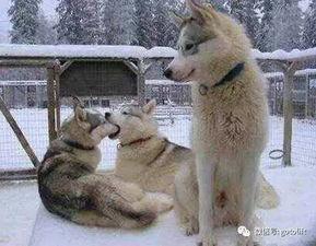 吃瓜群众一只单身狗视频,一只单身狗的欢乐视频大揭秘