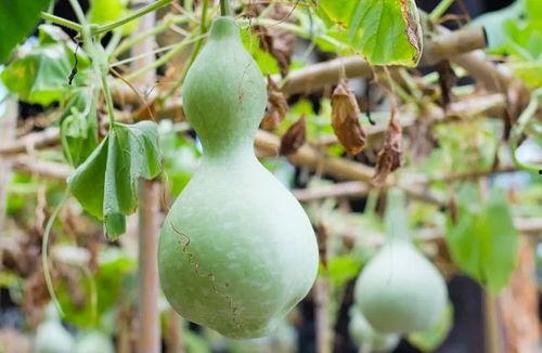 网红吃葫芦瓜视频大全下载,趣味视频大盘点！