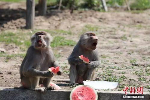 动物园吃瓜视频,吃瓜视频揭秘动物们的趣味生活