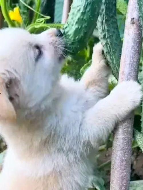 蓝瓜怎么给狗吃的呢视频,如何科学喂养狗狗