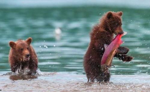 吃瓜小熊潜水视频大全,吃瓜小熊潜水视频大全集锦