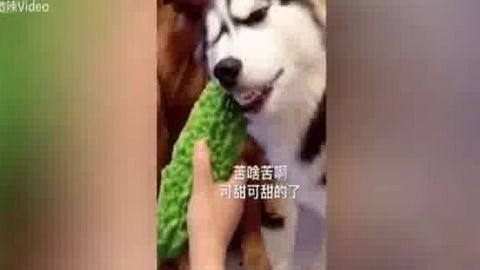 吃瓜群众二哈舔屏视频,萌态十足引网友爆笑