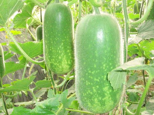 怀孕吃瓜篓子好吗视频,安全与营养的双重考量