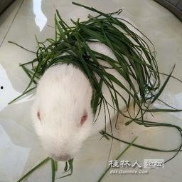 大白兔吃瓜事件真相视频,揭秘真相背后的惊人内幕