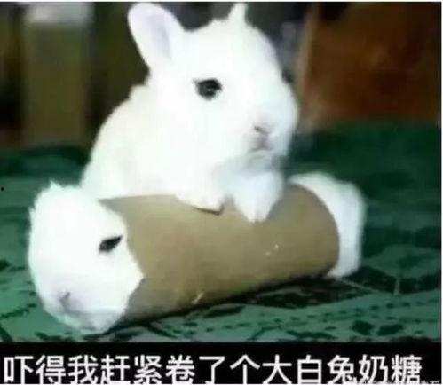 大白兔吃瓜事件真相视频,揭秘真相背后的惊人内幕  第2张