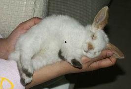 大白兔吃瓜事件真相视频,揭秘真相背后的惊人内幕  第3张