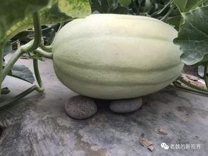 吃瓜视频哪里找,吃瓜视频热门内容，带你轻松找到精彩瞬间  第3张