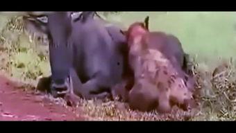 羊村吃瓜事件视频播放,一场网络狂欢背后的真相揭秘  第3张