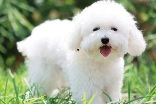 比熊可以吃松瓜吗视频,揭秘松瓜的适宜性