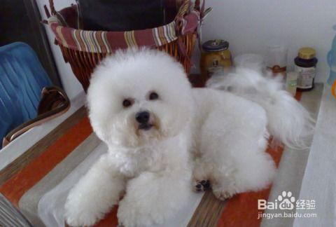 比熊可以吃松瓜吗视频,揭秘松瓜的适宜性  第2张