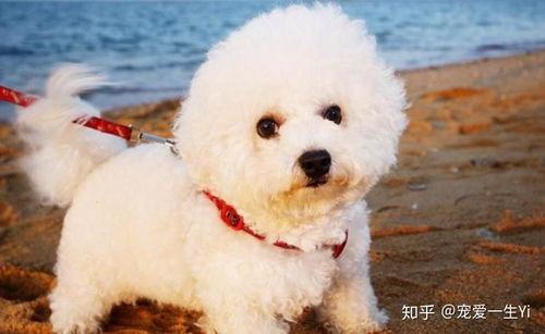 比熊可以吃松瓜吗视频,揭秘松瓜的适宜性  第3张