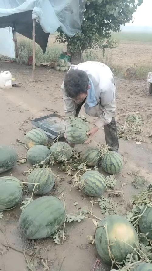 云南人吃土瓜好吗视频,当地人独特饮食习惯大揭秘  第3张