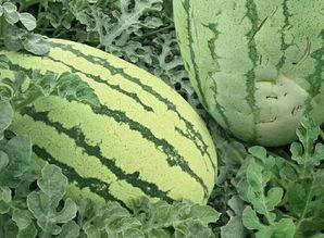 吃瓜视频质量怎么样,品质优劣大比拼 第3张 吃瓜视频质量怎么样,品质优劣大比拼 第3张