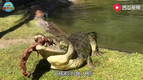 黎明吃蛤蟆瓜视频