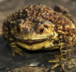 黎明吃蛤蟆瓜视频  第2张