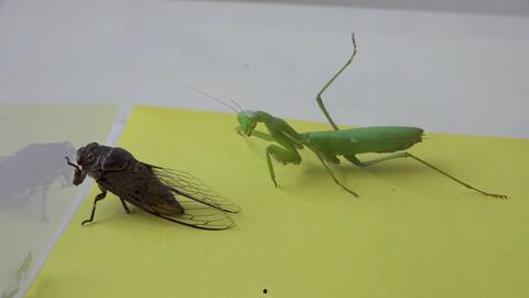 吃瓜的蚂蚱视频,揭秘视频背后的趣味与真相  第2张