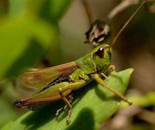 吃瓜的蚂蚱视频,揭秘视频背后的趣味与真相  第3张