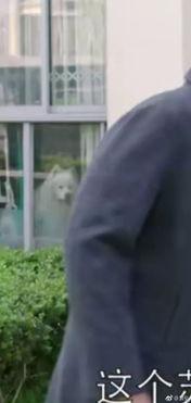 胖虎吃瓜视频完整版,揭秘娱乐圈幕后真相的完整版大揭秘  第2张