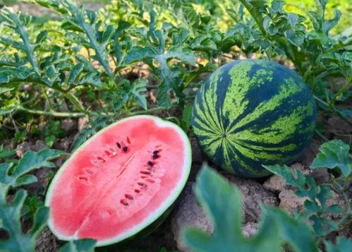 河南洛阳吃瓜事件视频最新,一场网络热议背后的真相揭秘 第2张 河南洛阳吃瓜事件视频最新,一场网络热议背后的真相揭秘 第2张