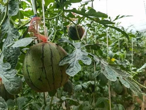 河南洛阳吃瓜事件视频最新,一场网络热议背后的真相揭秘 第3张 河南洛阳吃瓜事件视频最新,一场网络热议背后的真相揭秘 第3张