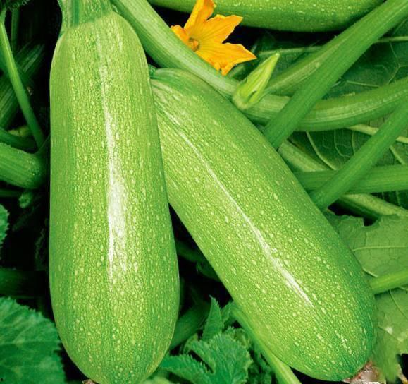 网红吃长蒲瓜的视频大全,趣味视频大盘点! 第2张 网红吃长蒲瓜的视频大全,趣味视频大盘点! 第2张