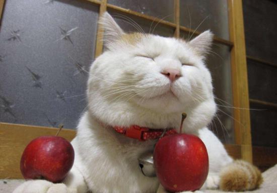 猫咪在线吃瓜的视频,猫咪在线吃瓜,萌态百出! 第2张 猫咪在线吃瓜的视频,猫咪在线吃瓜,萌态百出! 第2张