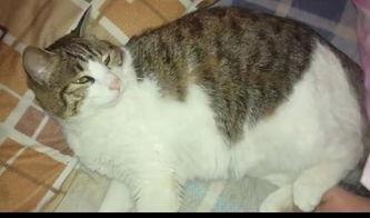 猫咪在线吃瓜的视频,猫咪在线吃瓜,萌态百出! 第3张 猫咪在线吃瓜的视频,猫咪在线吃瓜,萌态百出! 第3张